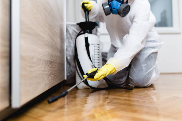Best Ant Control Services  in Keyser, WV