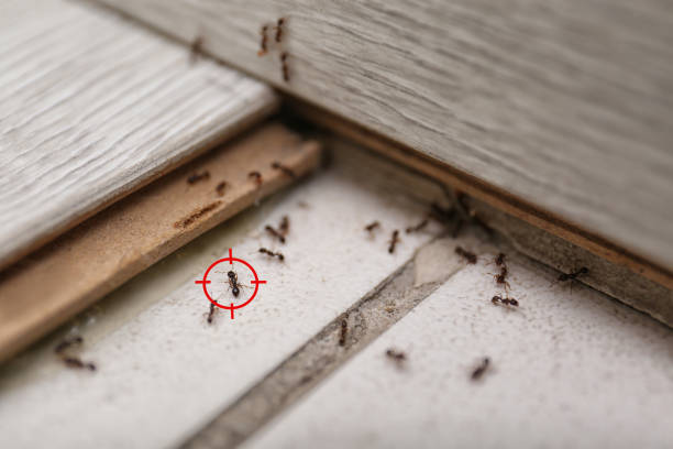 Best Affordable Pest Control Services  in Keyser, WV