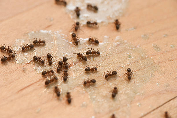 Keyser, WV Pest Control Company