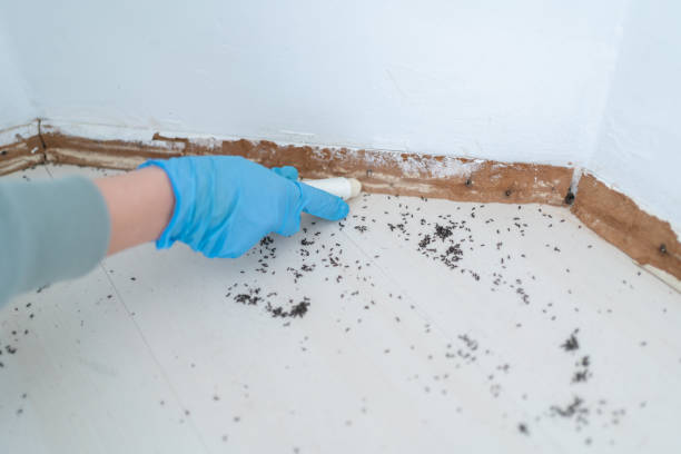 Pest Control Cost in Keyser, WV